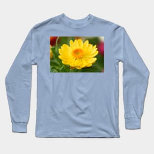 Helichrysum bracteatum  'Nevada Gold'  Everlasting flower Long Sleeve T-Shirt